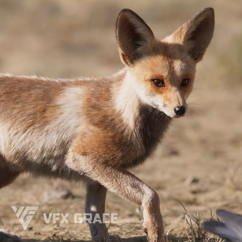 Arabian Red Fox Animation - VFX Grace 3D model_0