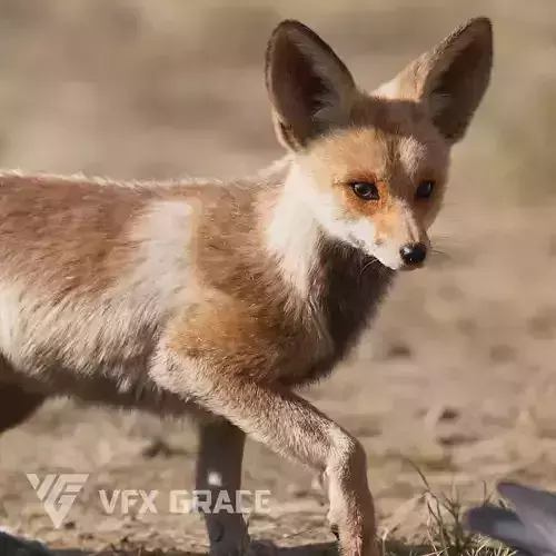 Arabian Red Fox Animation - VFX Grace 3D model