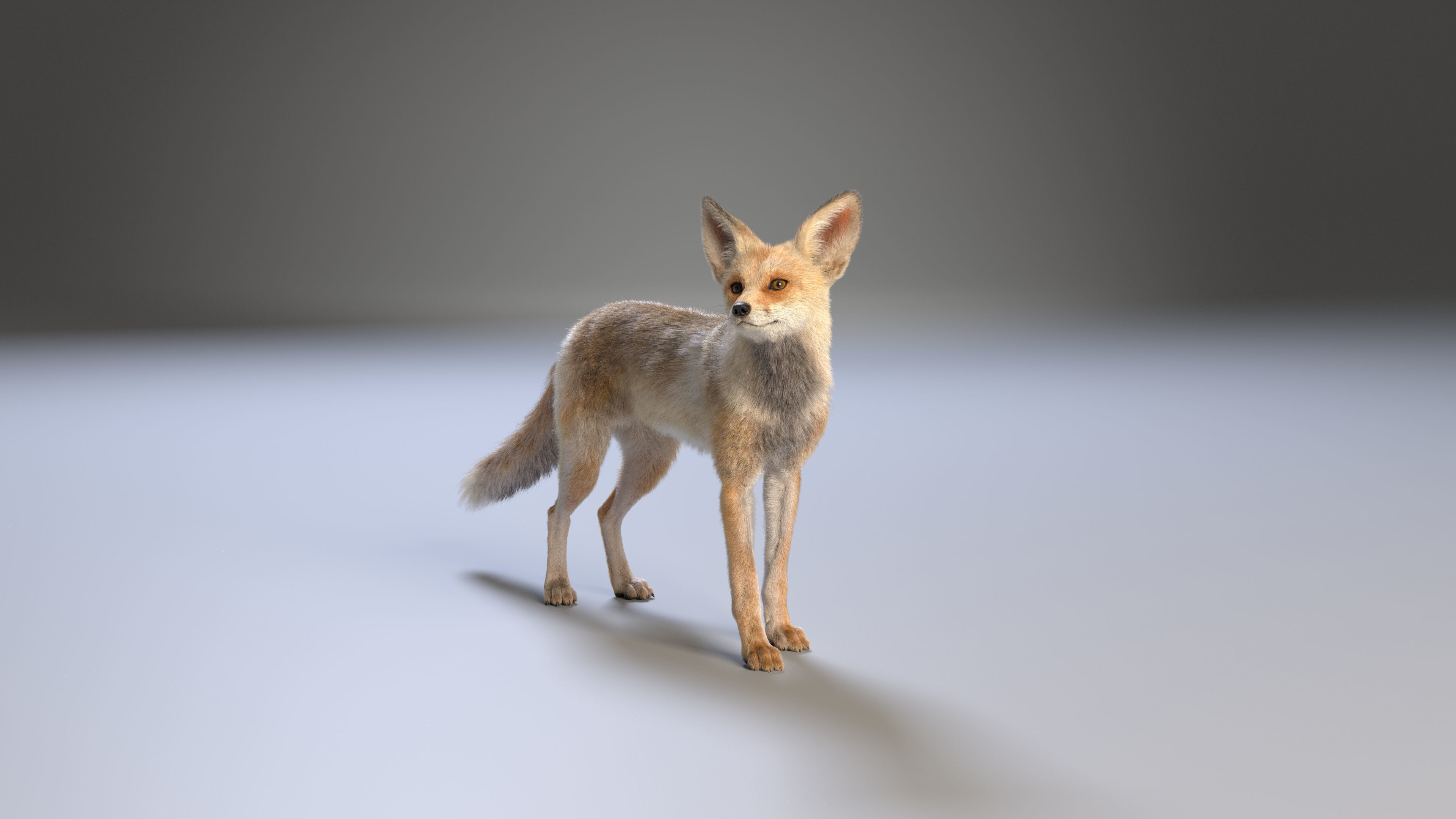 Arabian Red Fox Animation - VFX Grace 3D model_12