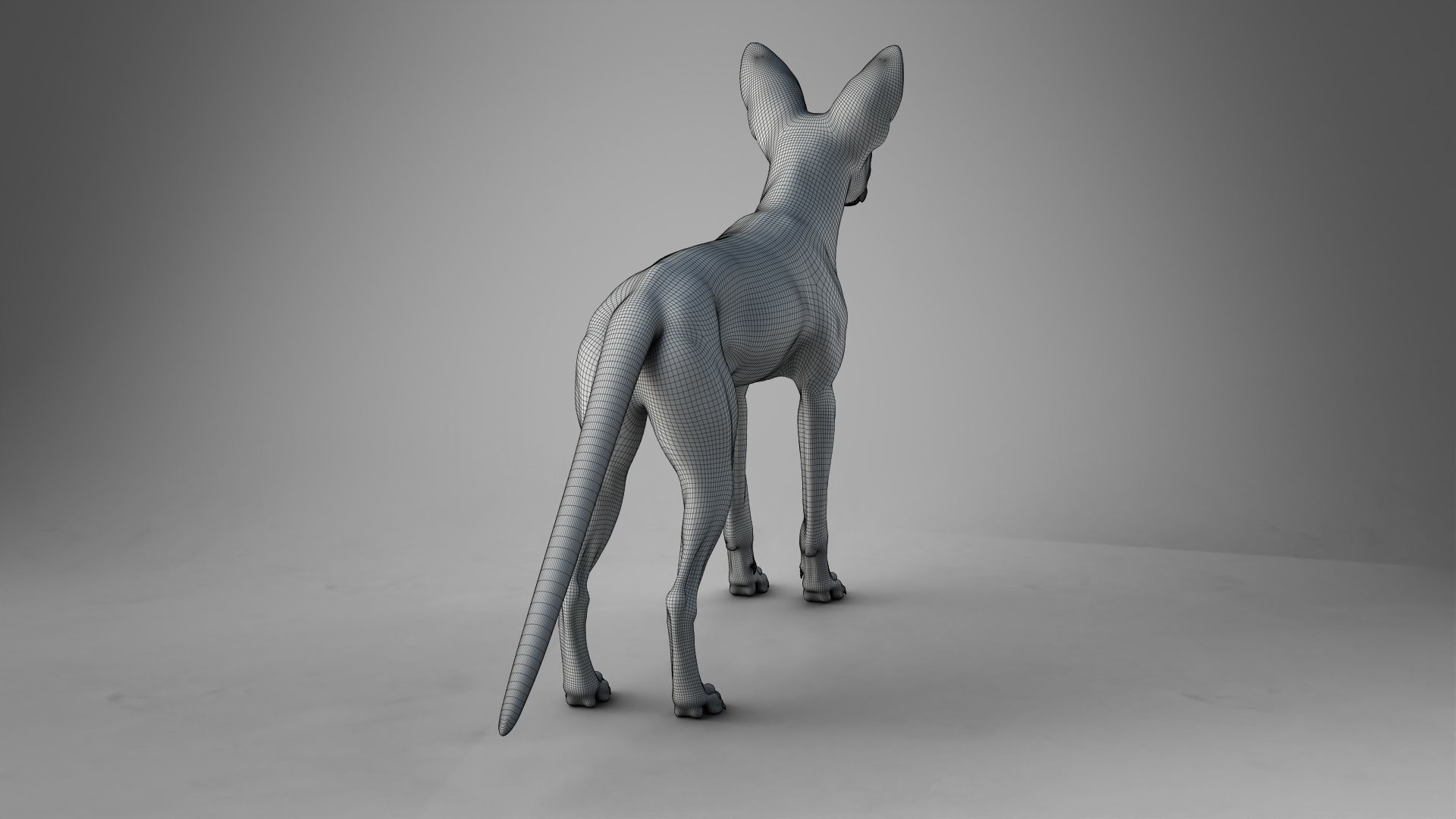 Arabian Red Fox Animation - VFX Grace 3D model_26