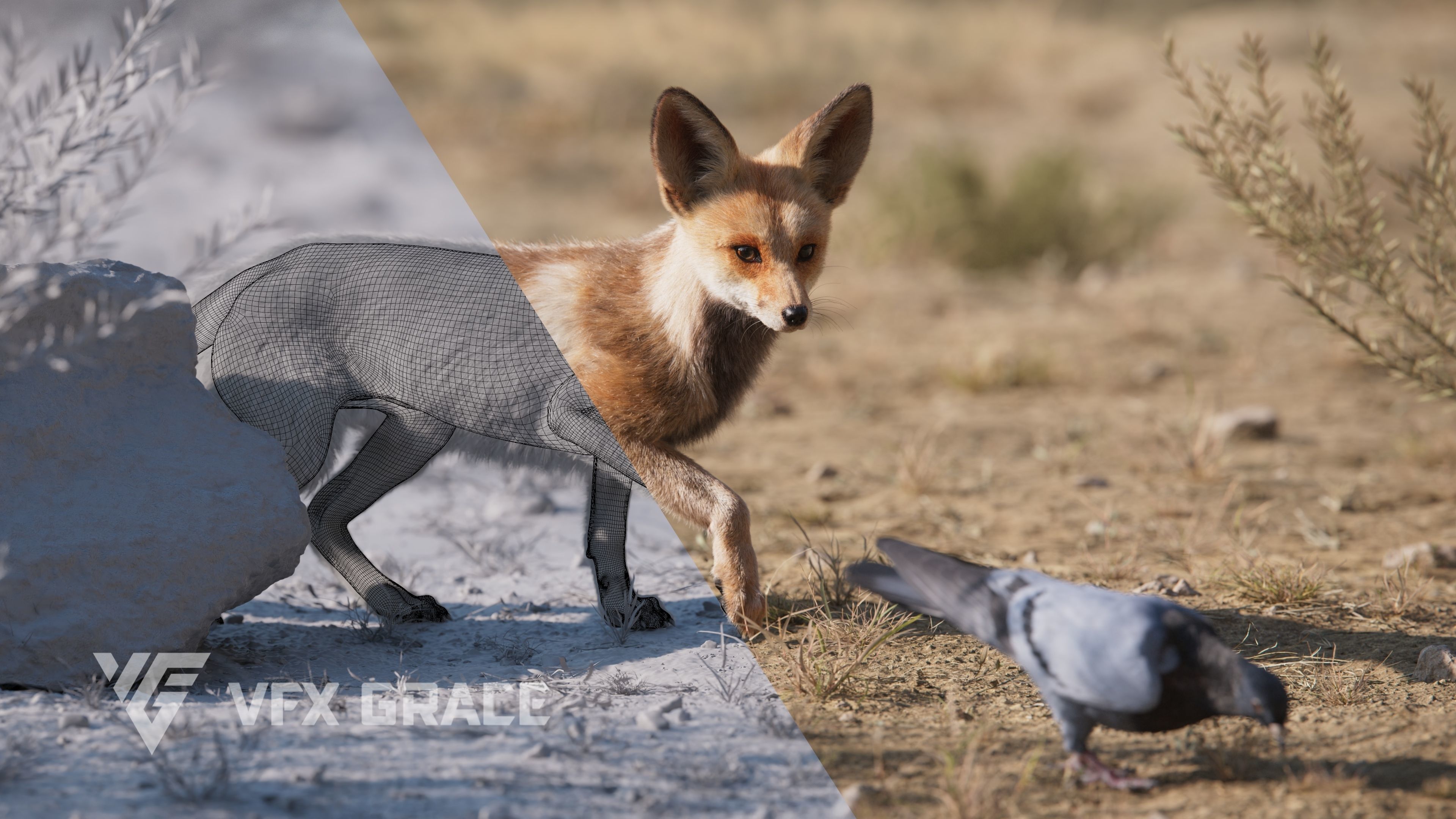 Arabian Red Fox Animation - VFX Grace 3D model_7