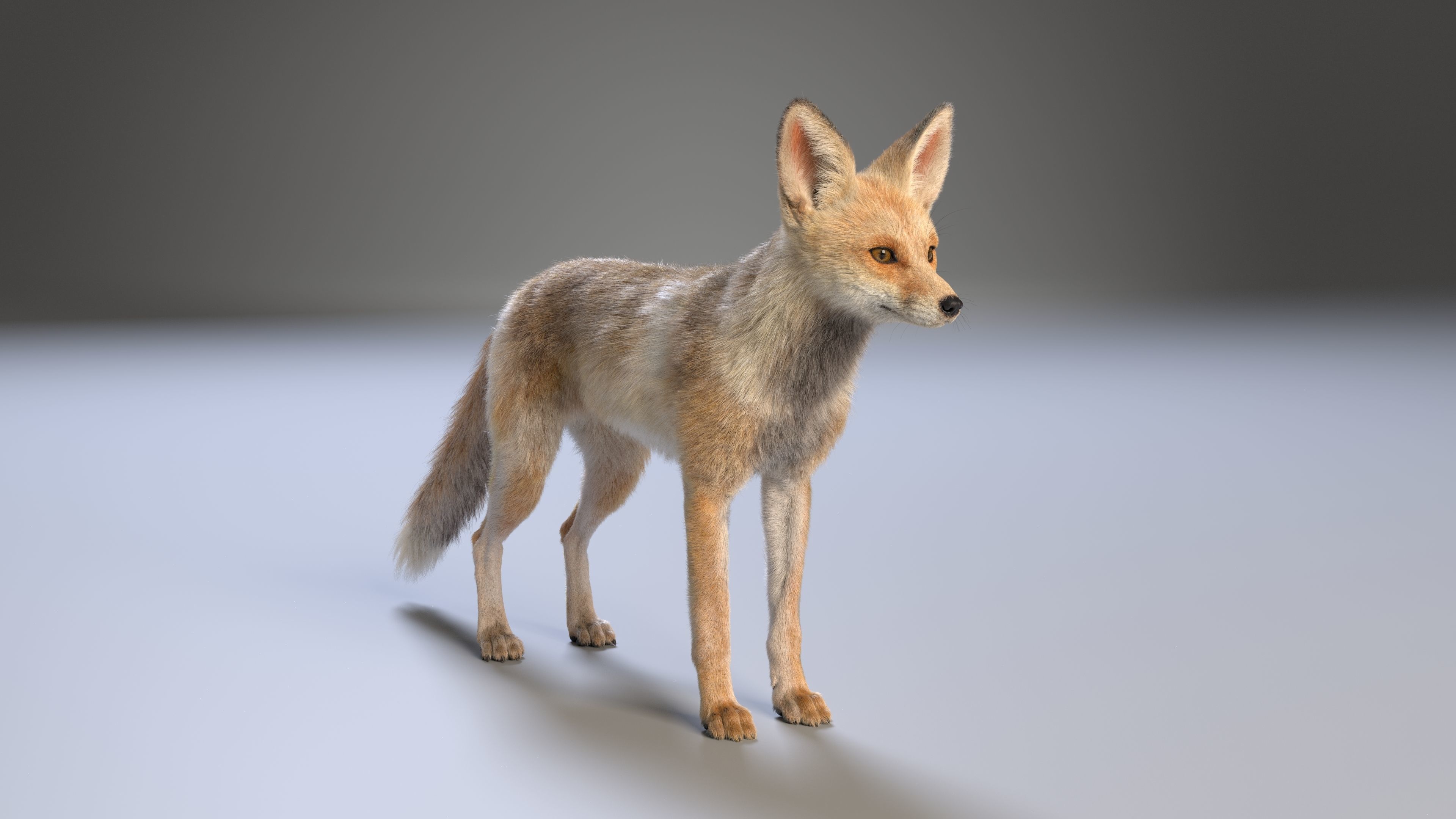 Arabian Red Fox Animation - VFX Grace 3D model_11