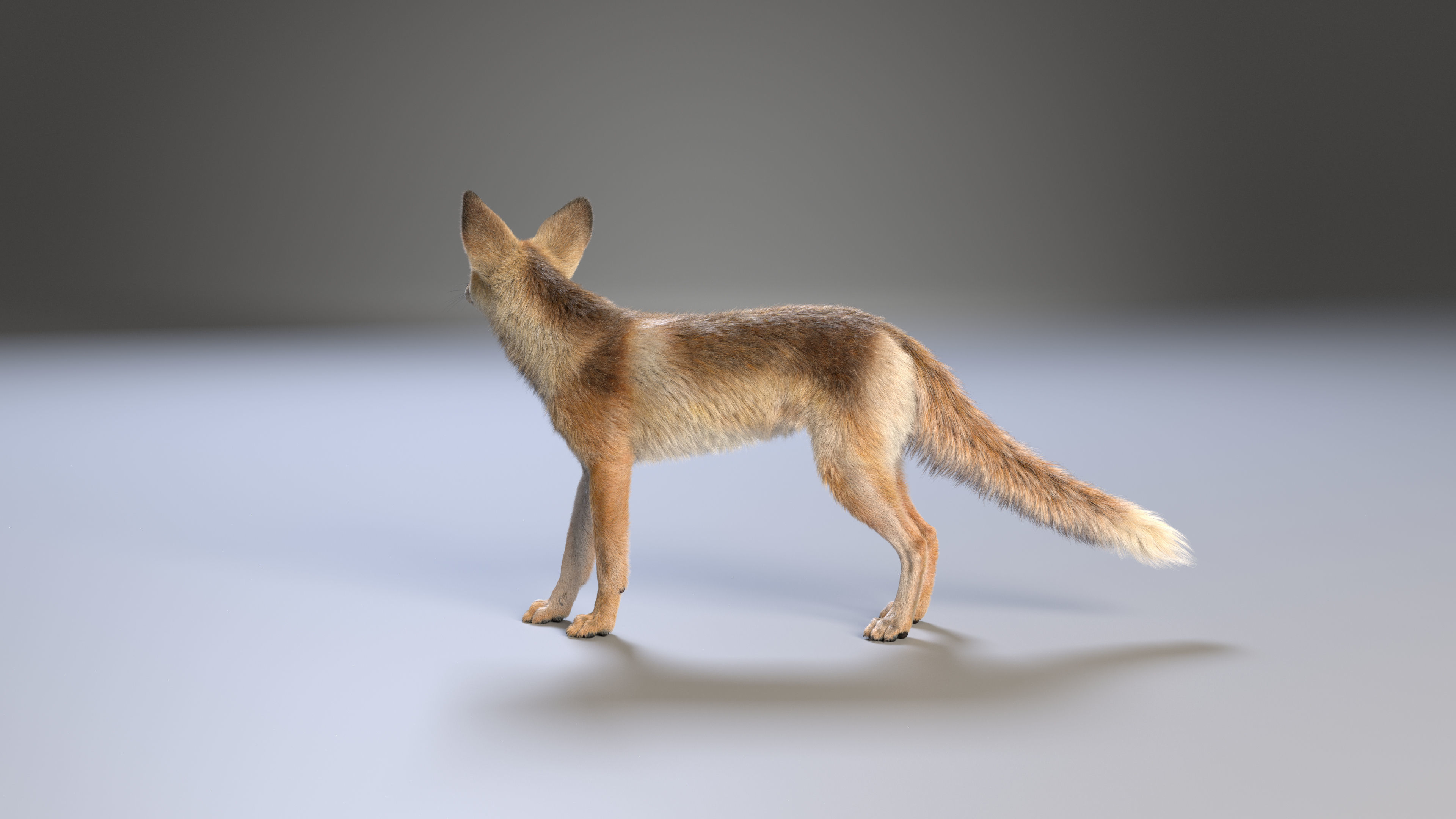 Arabian Red Fox Animation - VFX Grace 3D model_13