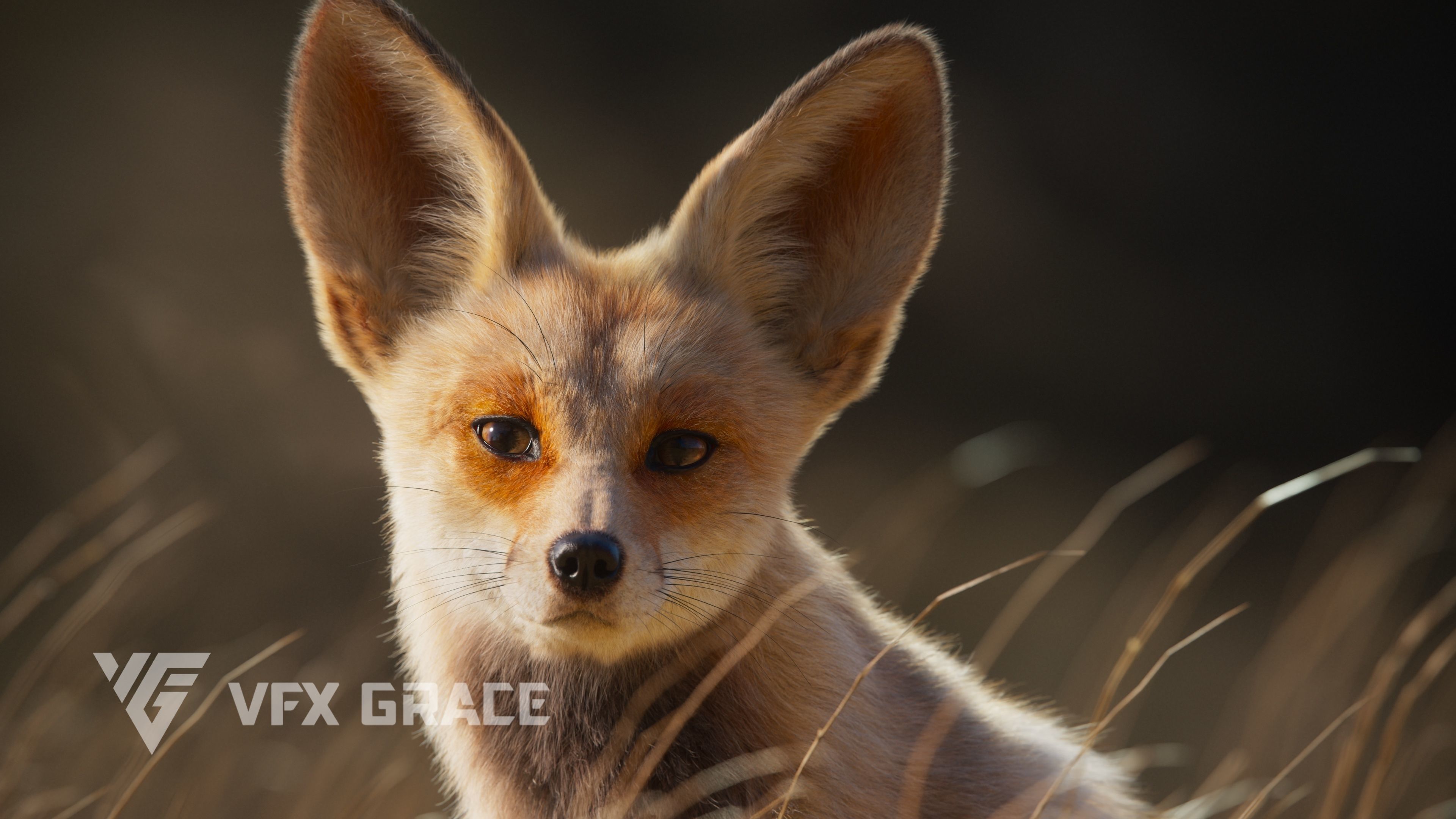 Arabian Red Fox Animation - VFX Grace 3D model_8