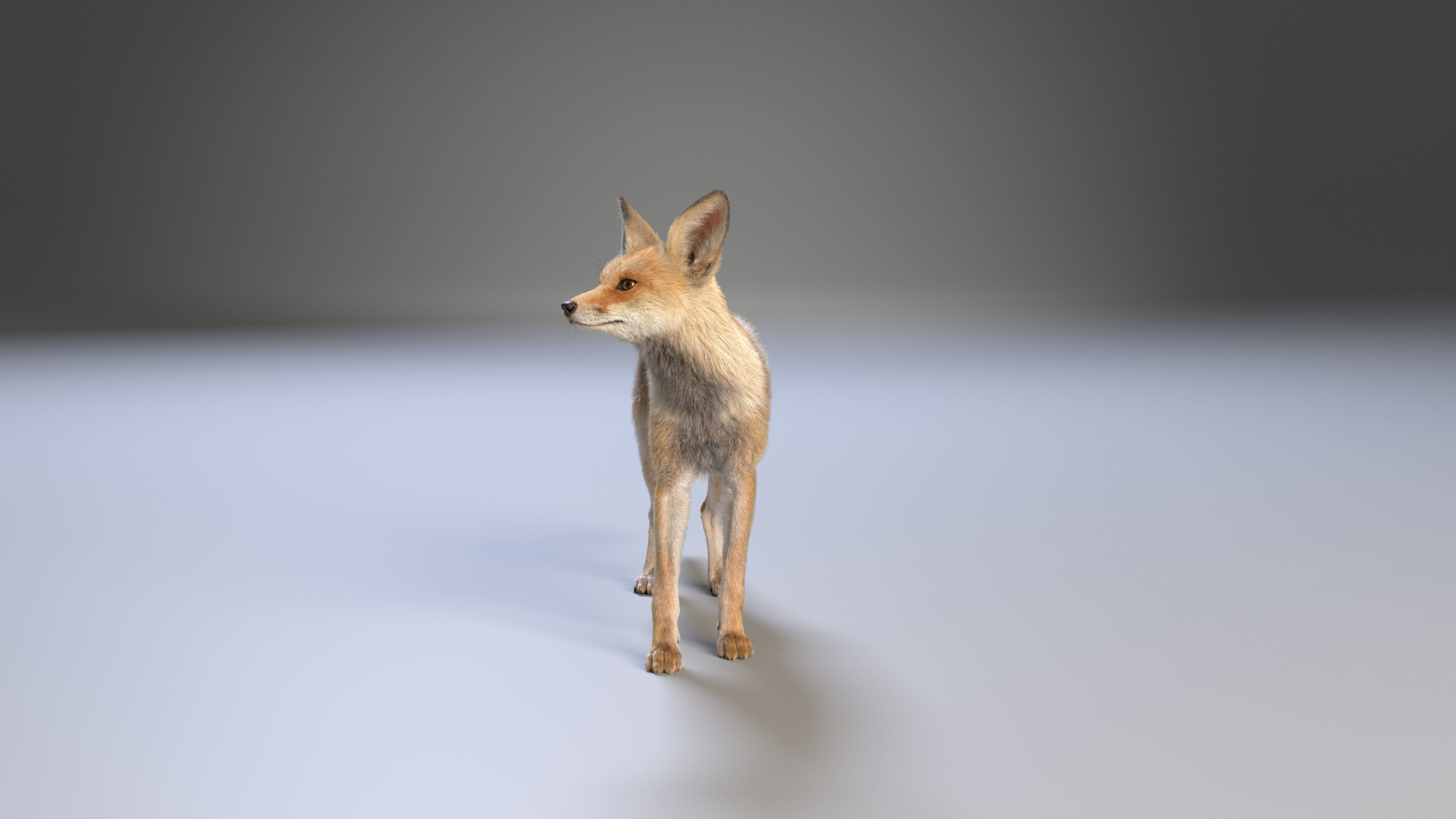 Arabian Red Fox Animation - VFX Grace 3D model_15