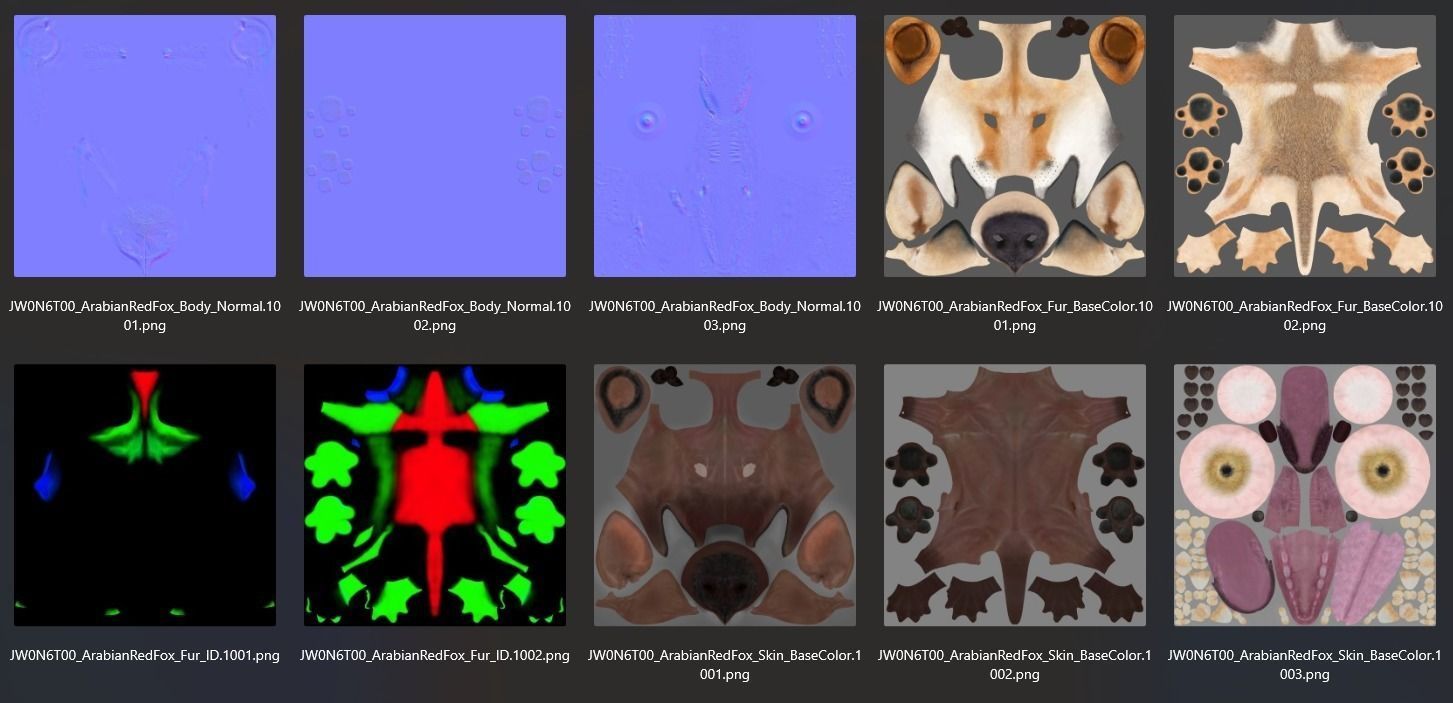 Arabian Red Fox Animation - VFX Grace 3D model_24