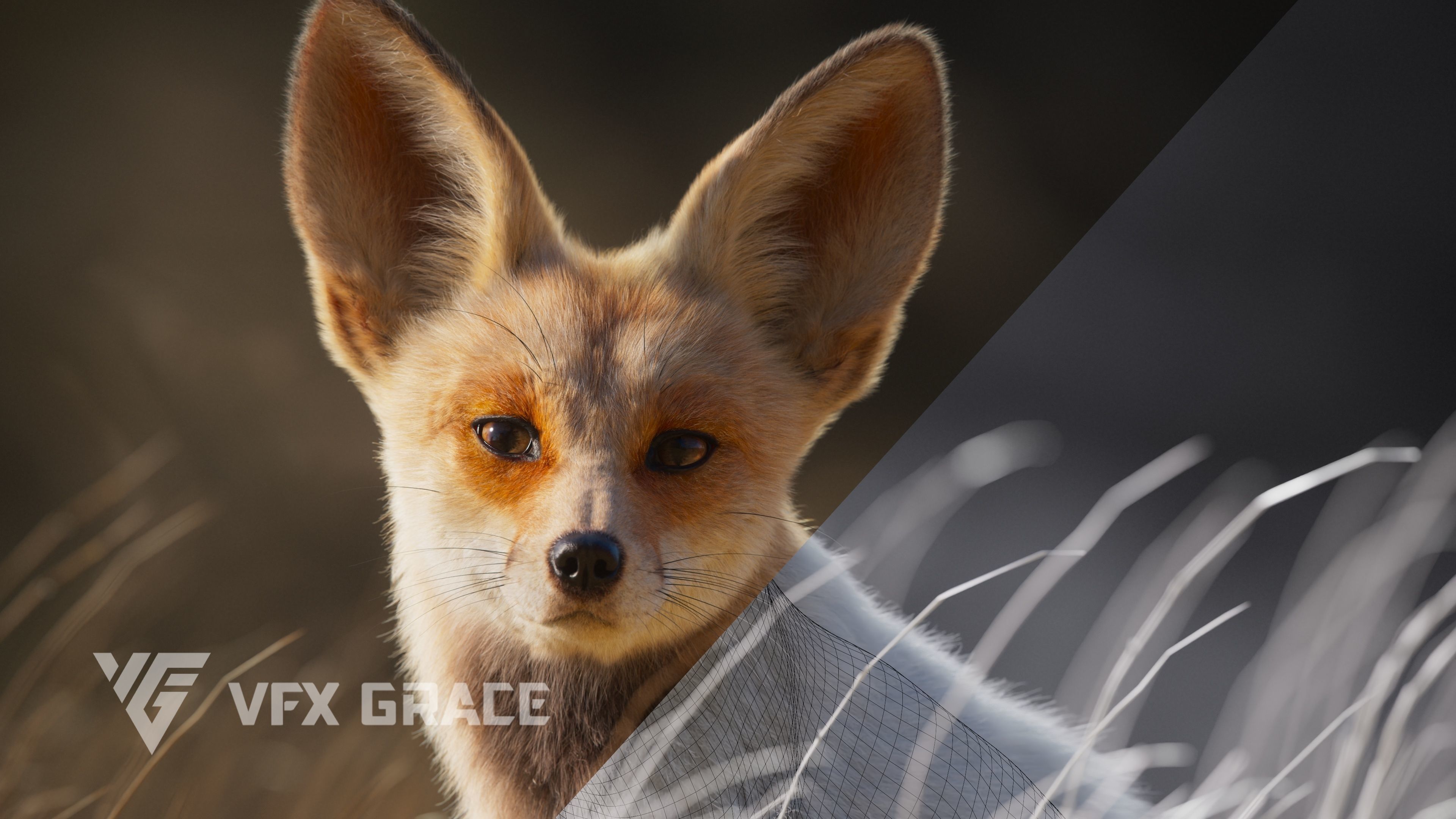 Arabian Red Fox Animation - VFX Grace 3D model_10