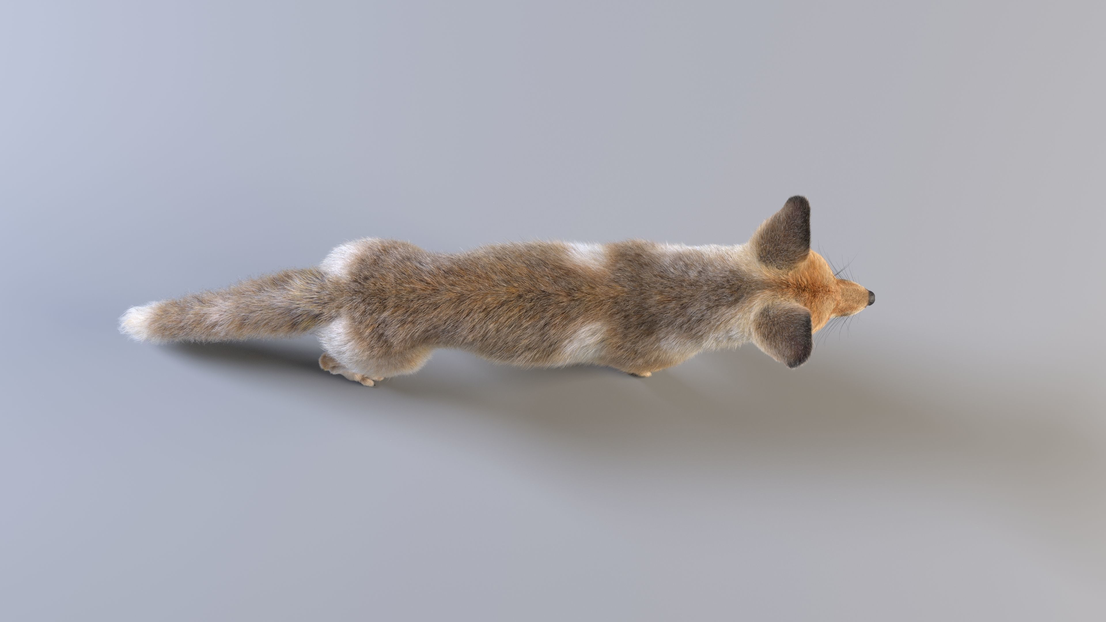 Arabian Red Fox Animation - VFX Grace 3D model_16