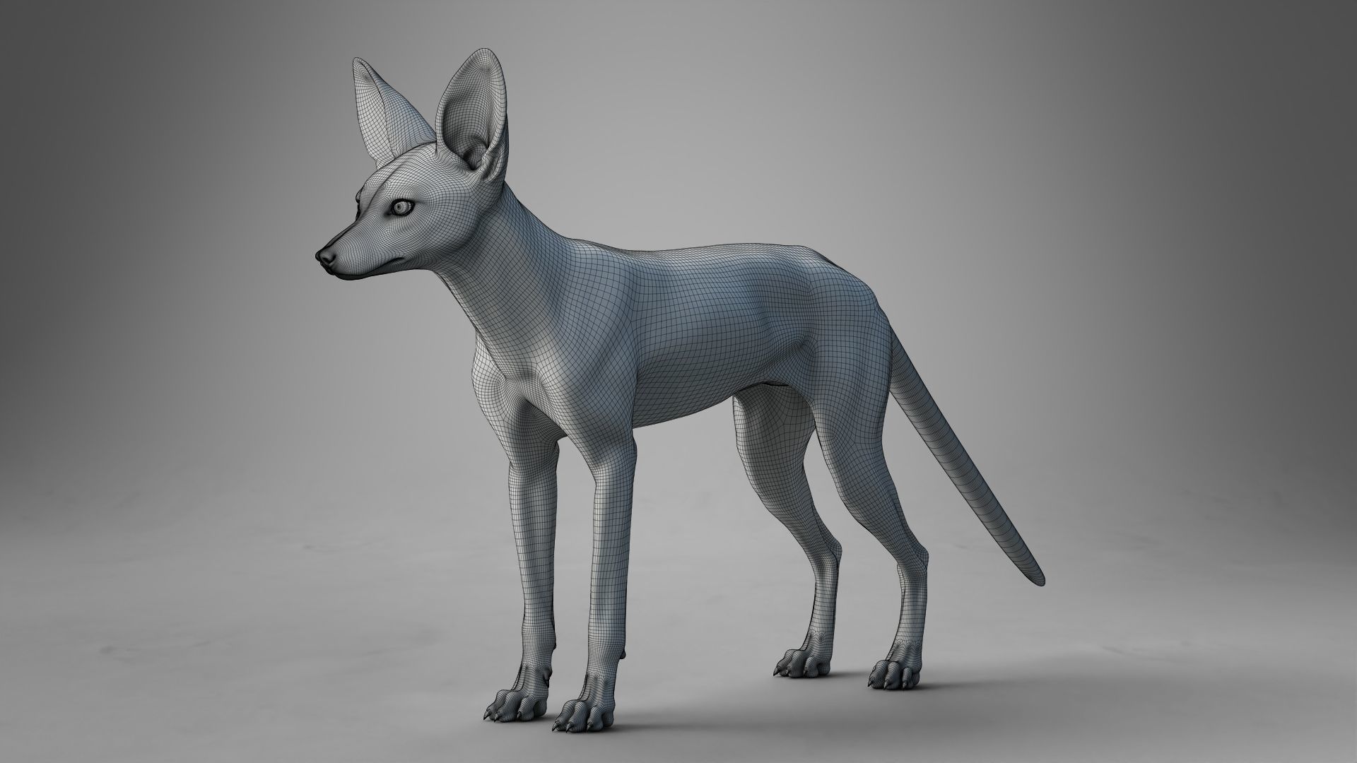 Arabian Red Fox Animation - VFX Grace 3D model_25