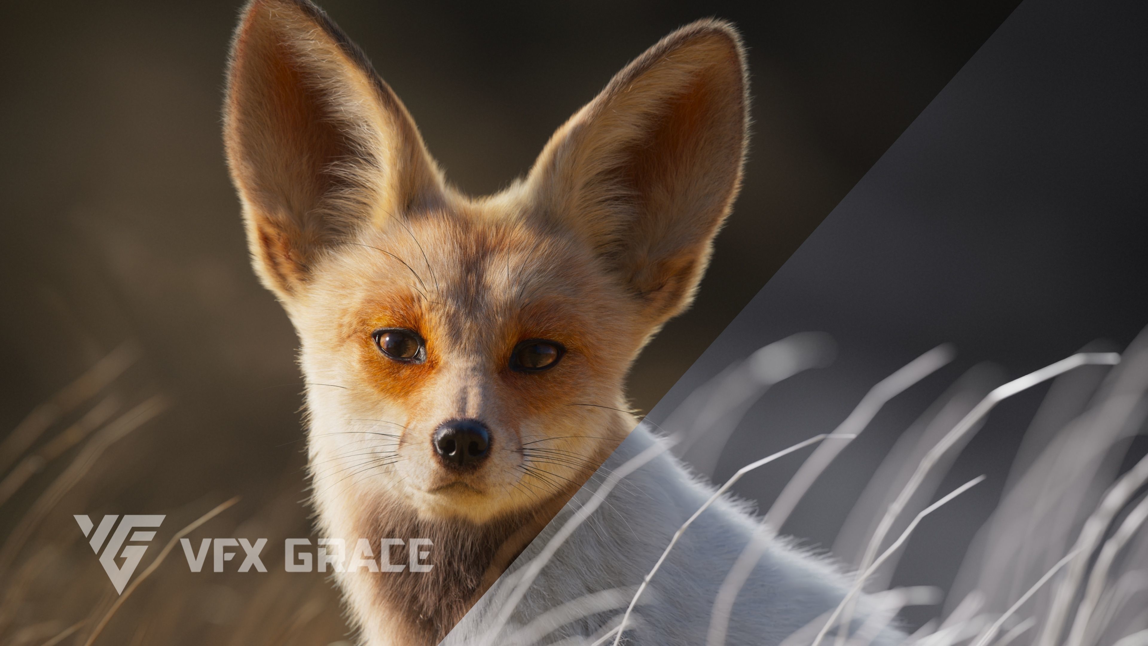 Arabian Red Fox Animation - VFX Grace 3D model_9