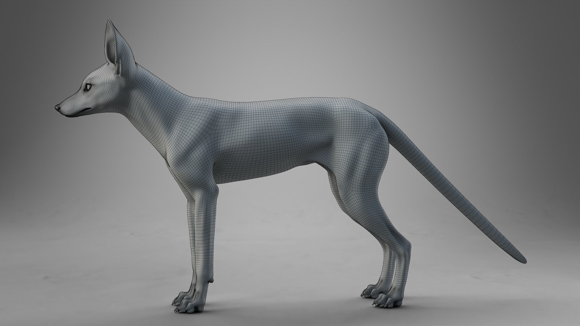 Arabian Red Fox Animation - VFX Grace 3D model_27