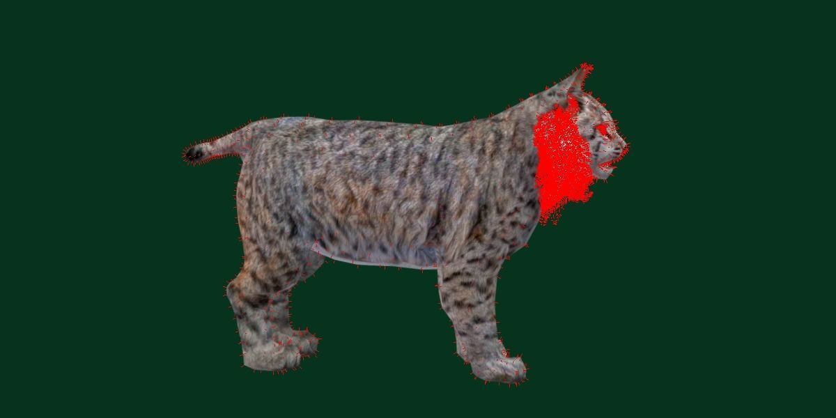 Bobcat Red Lynx Low-poly 3D model_9