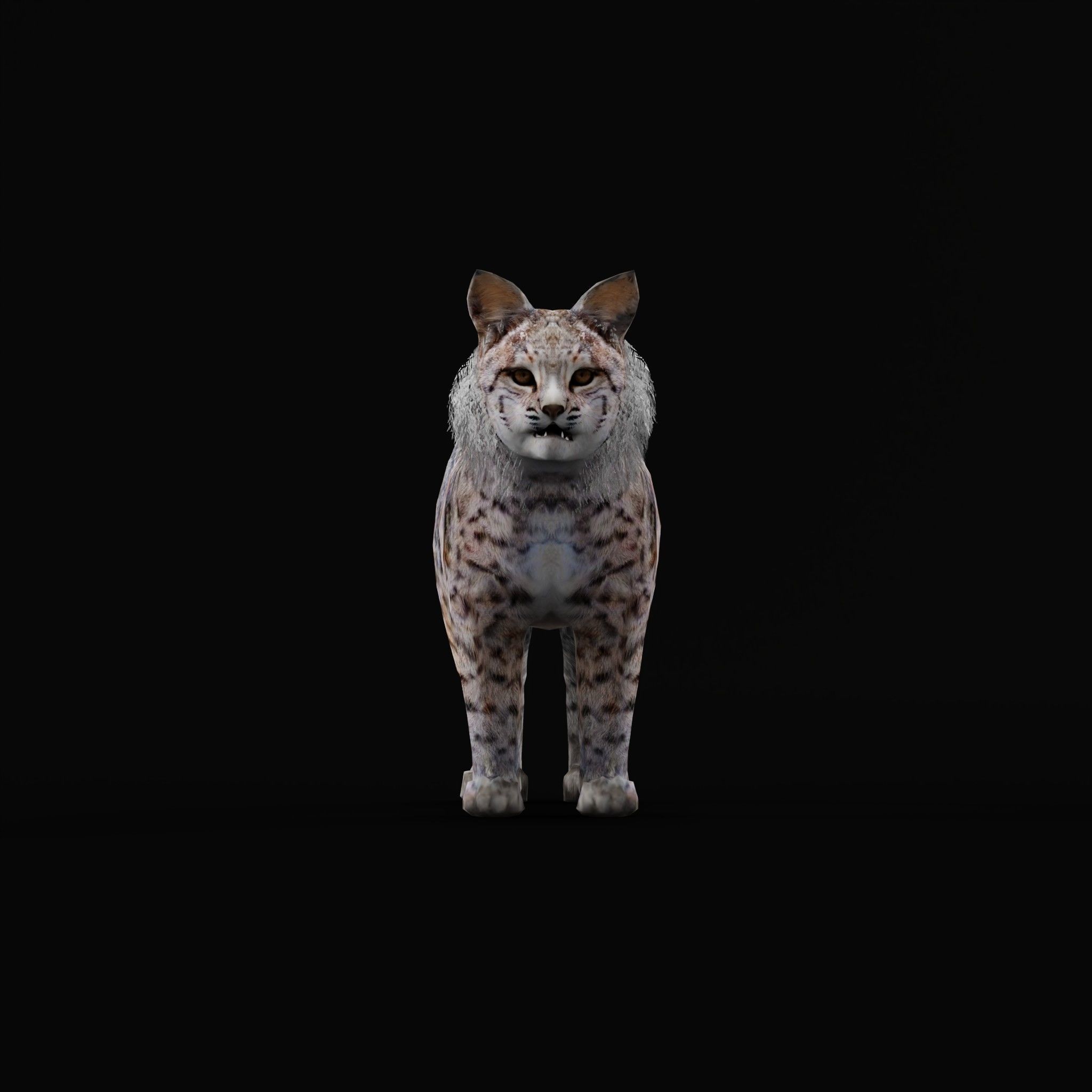 Bobcat Red Lynx Low-poly 3D model_3