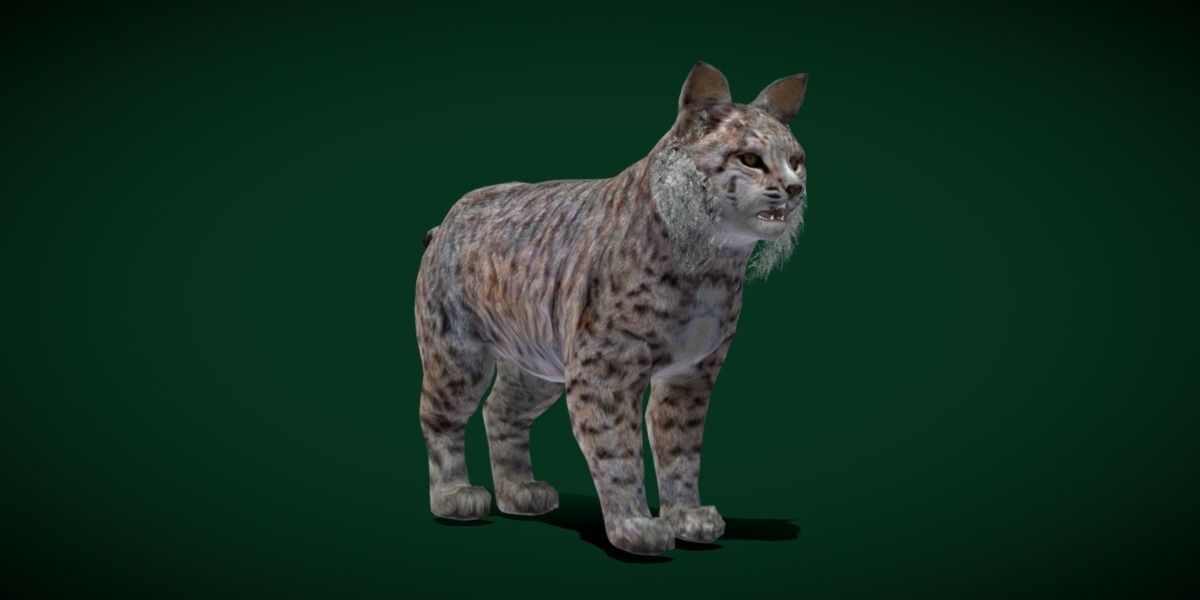 Bobcat Red Lynx Low-poly 3D model_19