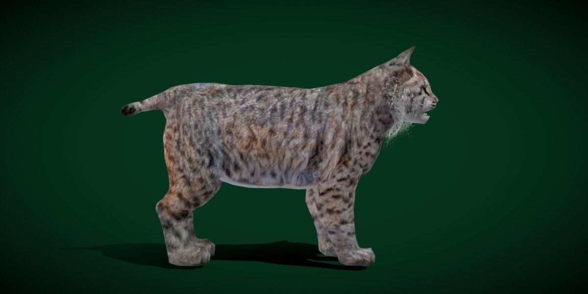 Bobcat Red Lynx Low-poly 3D model_6