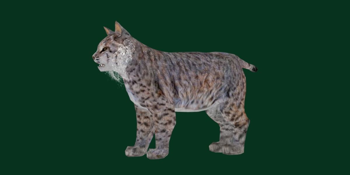 Bobcat Red Lynx Low-poly 3D model_13