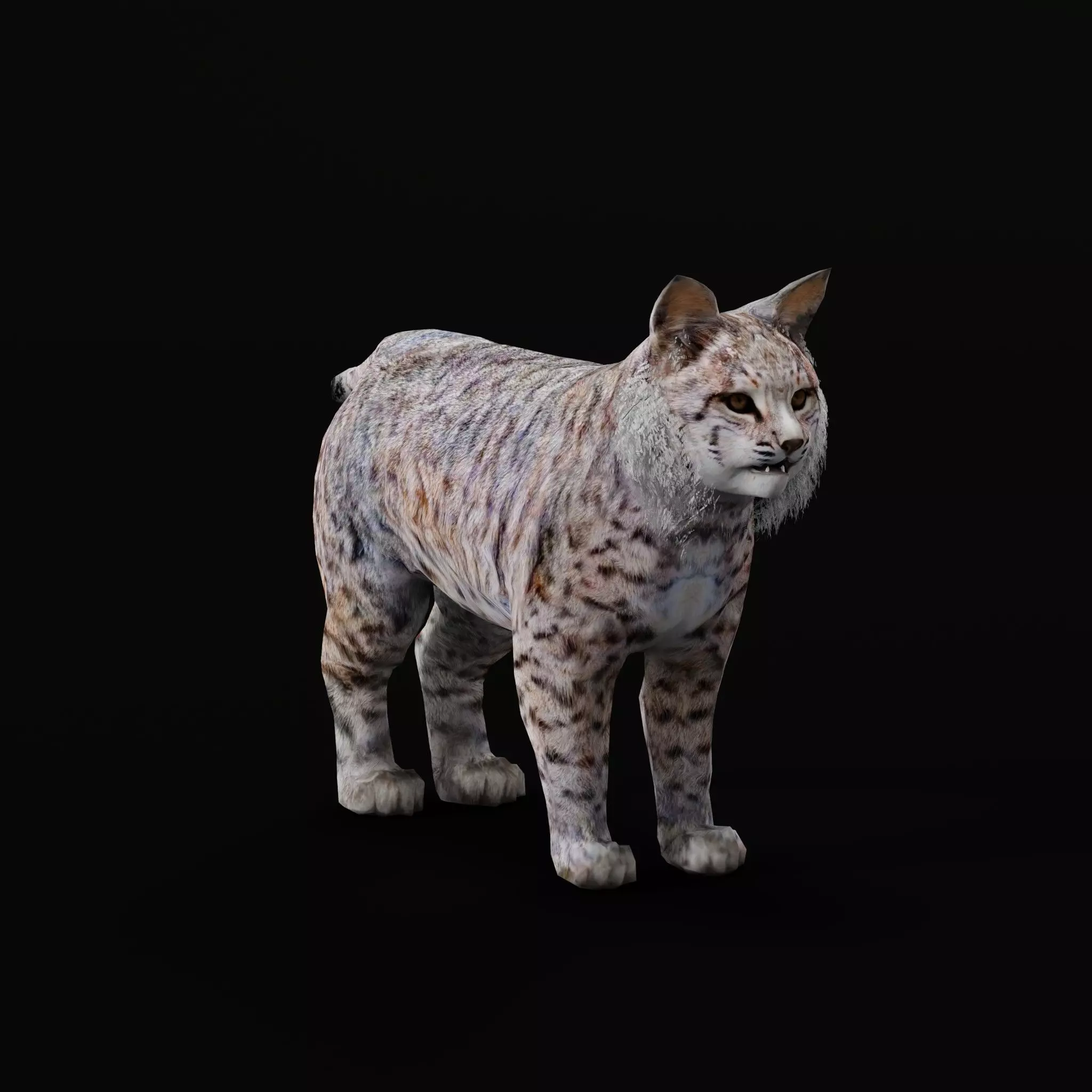Bobcat Red Lynx Low-poly 3D model_0