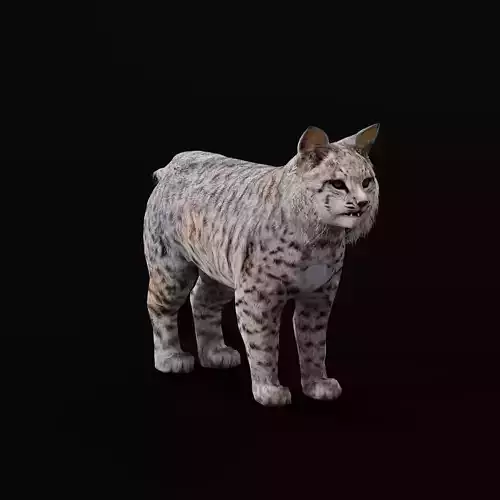 Bobcat Red Lynx Low-poly 3D model