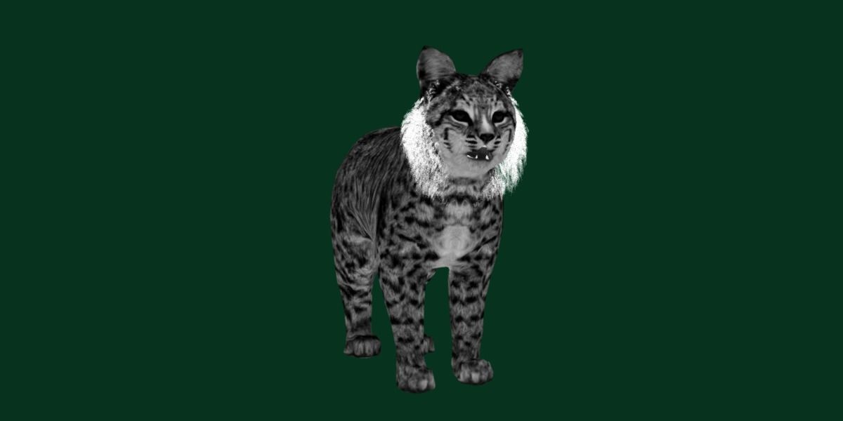 Bobcat Red Lynx Low-poly 3D model_17
