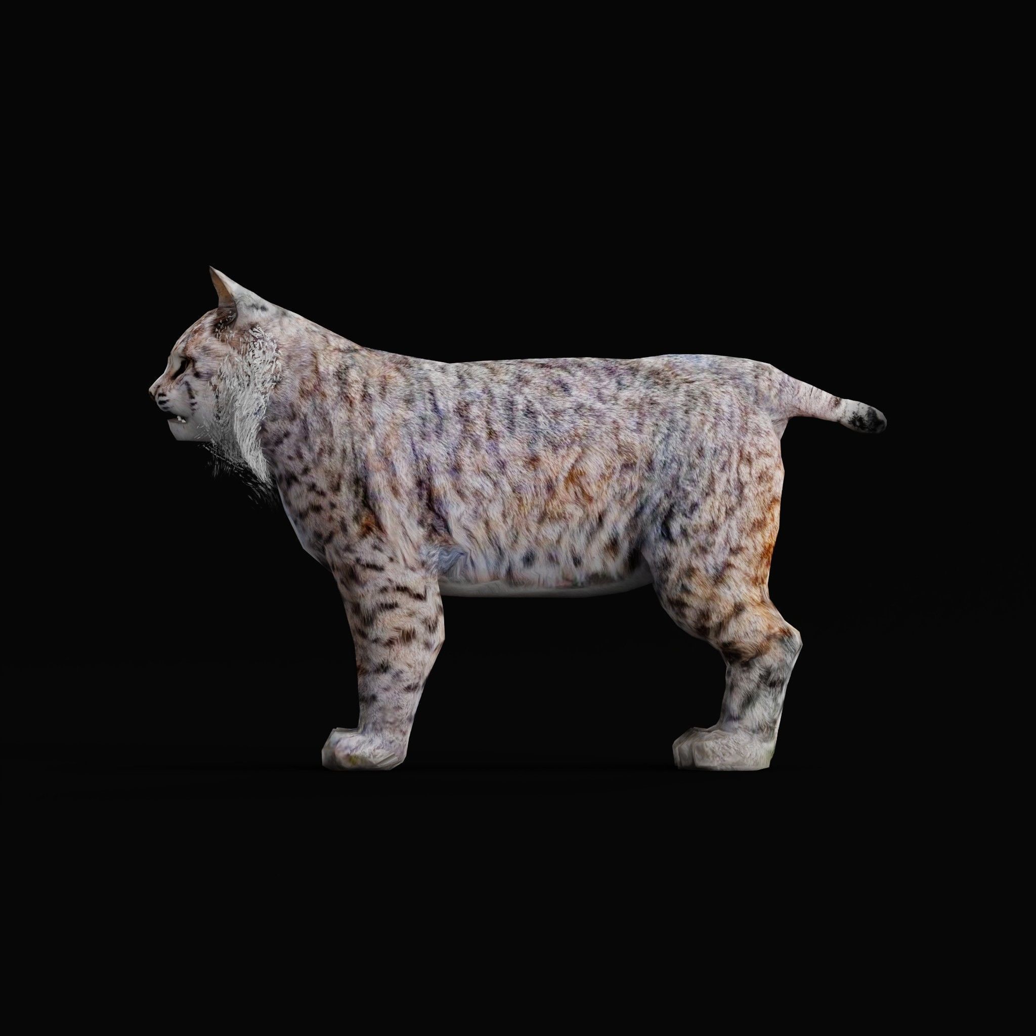 Bobcat Red Lynx Low-poly 3D model_4