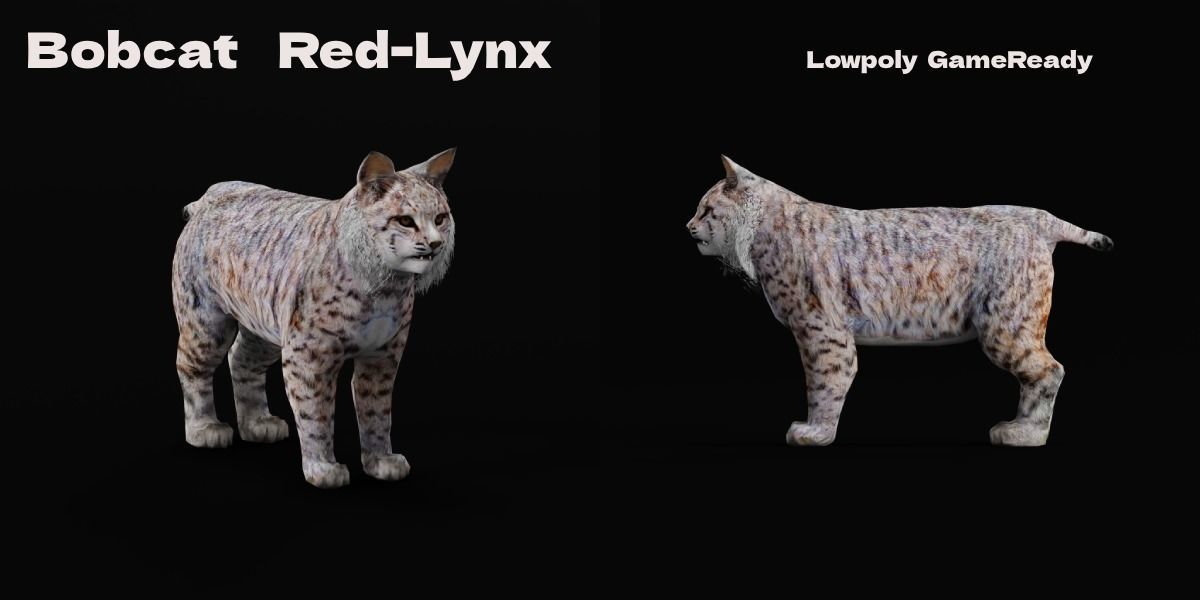 Bobcat Red Lynx Low-poly 3D model_2