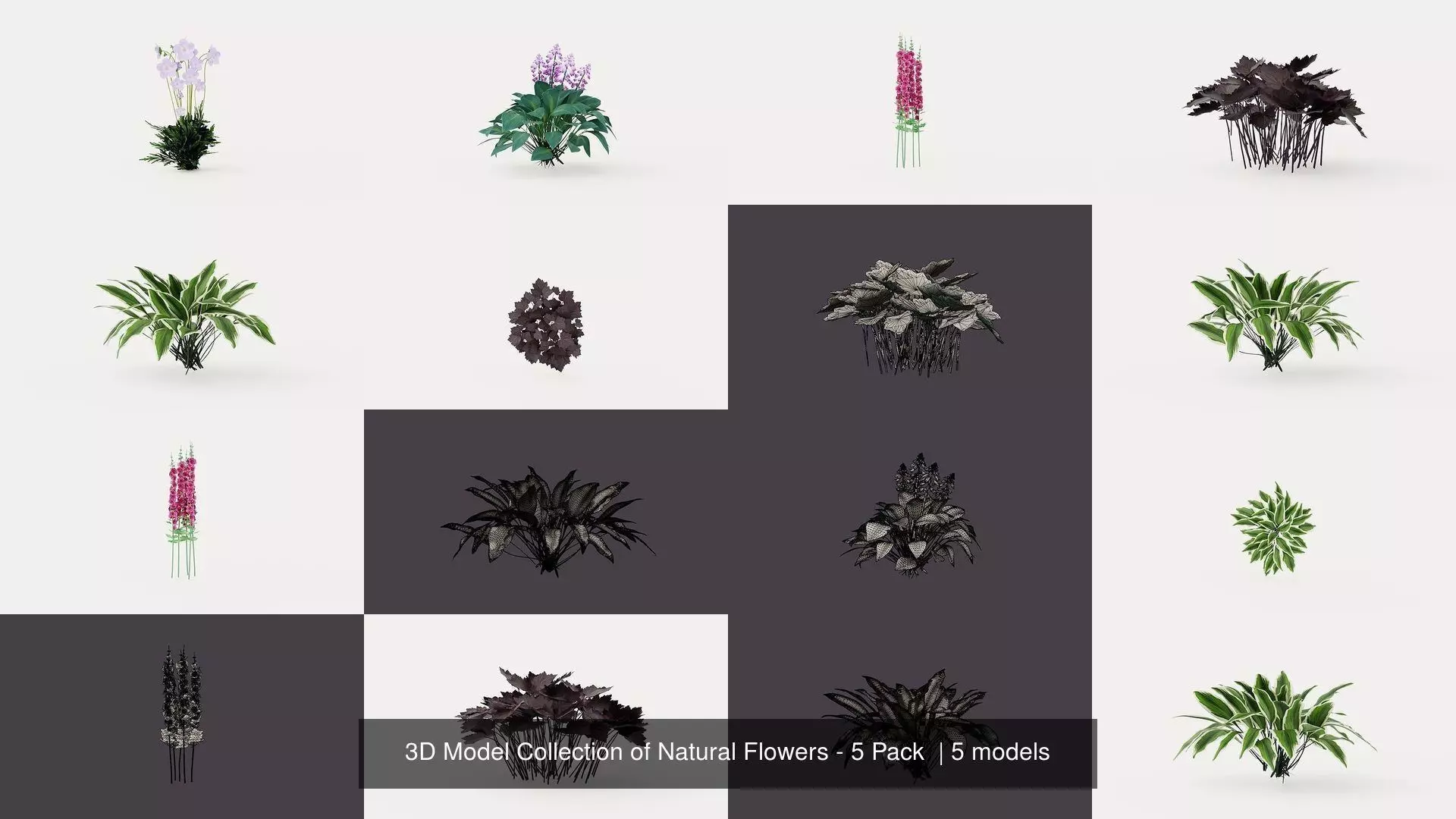3D Model Collection of Natural Flowers - 5 Pack  _0
