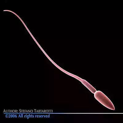 Sperm human 3D model