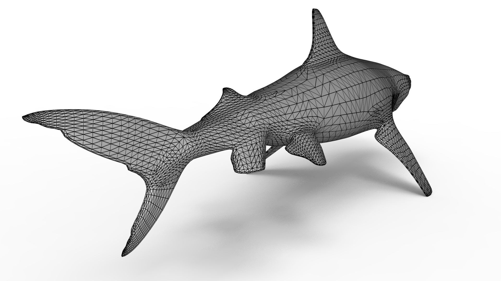 Tiger Shark 3D model_13