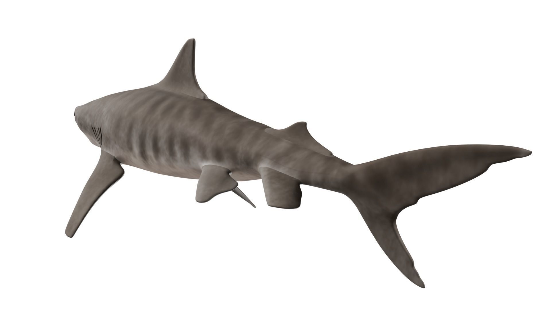 Tiger Shark 3D model_2