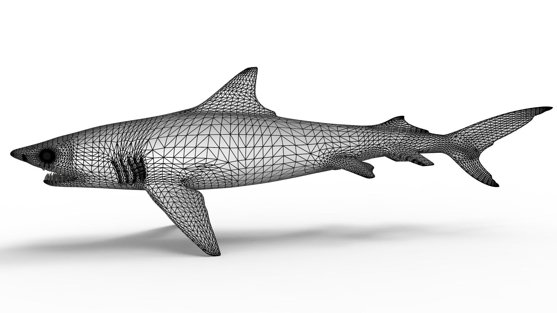 Tiger Shark 3D model_10