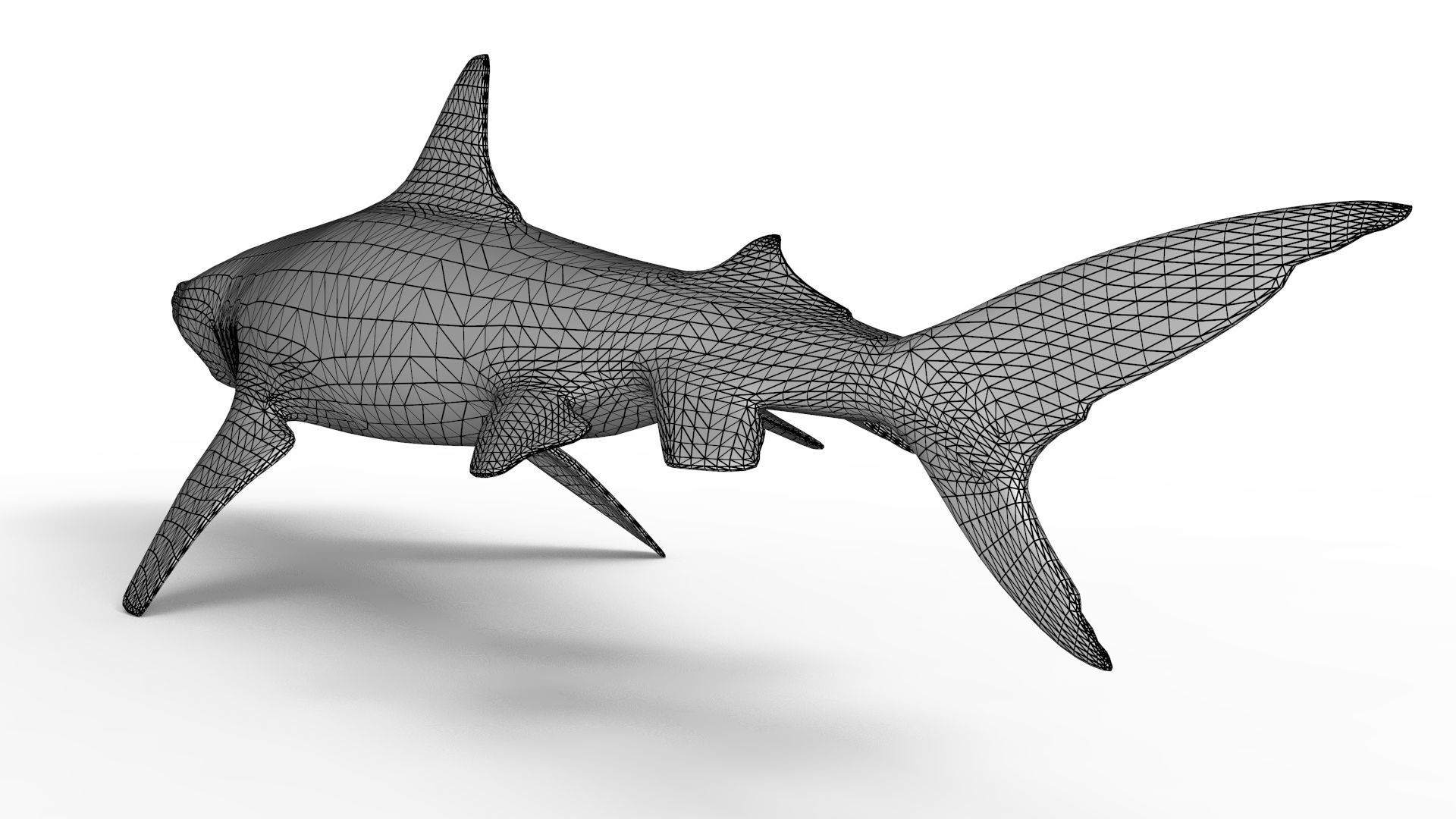 Tiger Shark 3D model_11