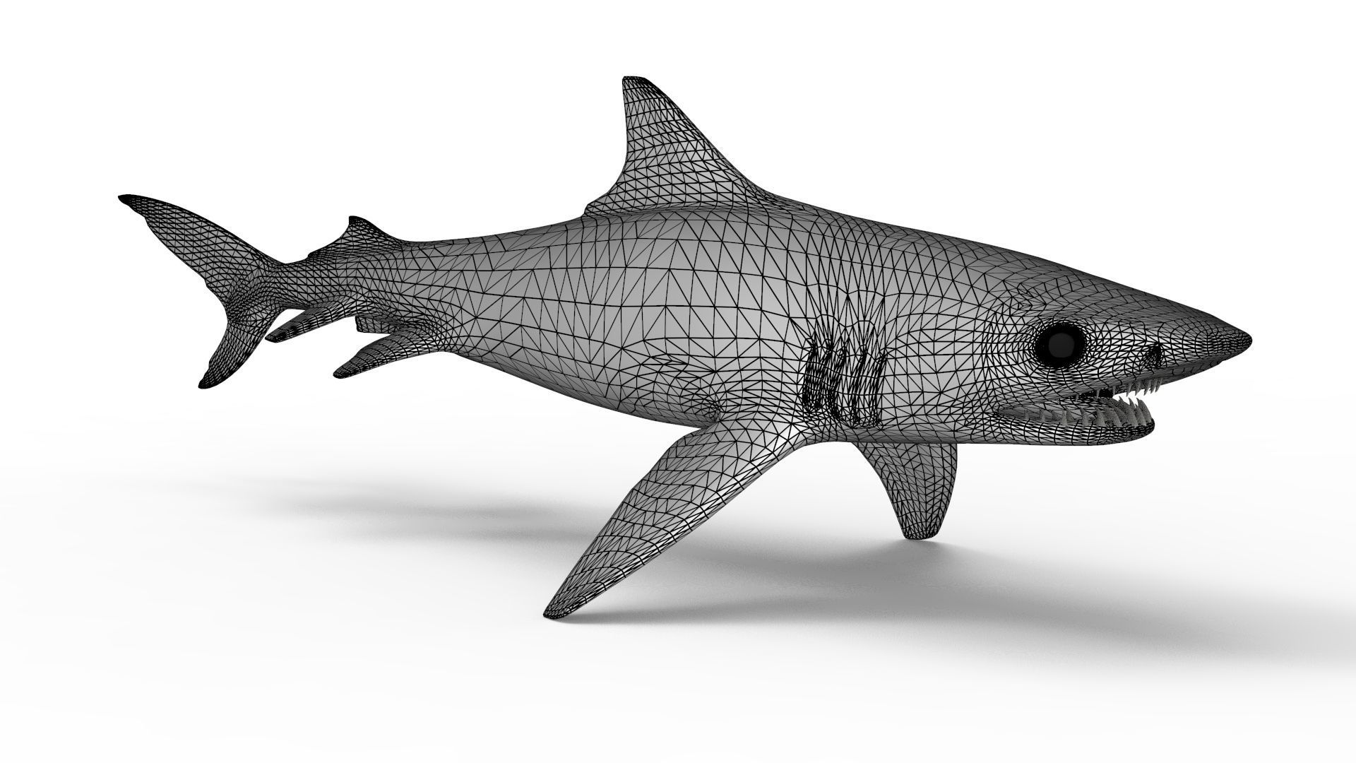 Tiger Shark 3D model_15