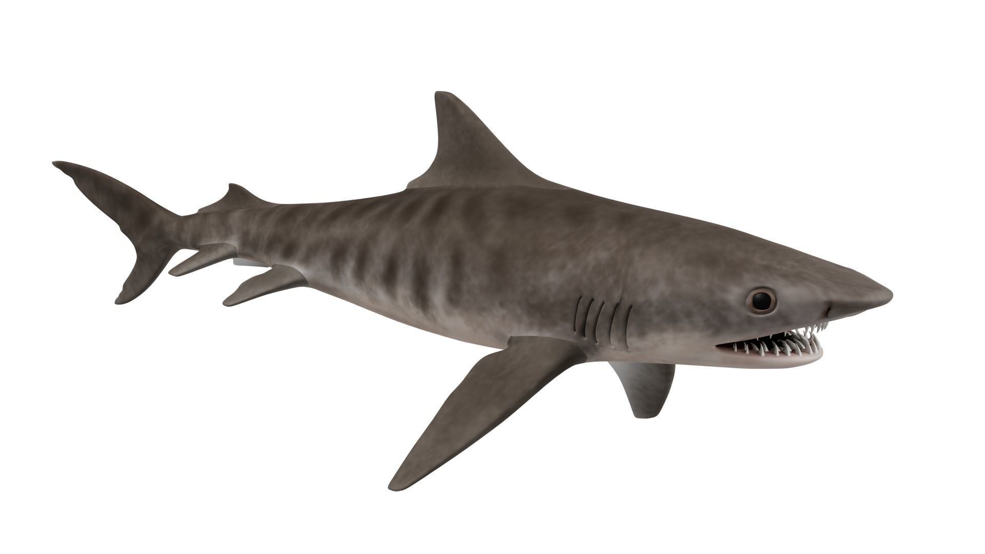 Tiger Shark 3D model_6