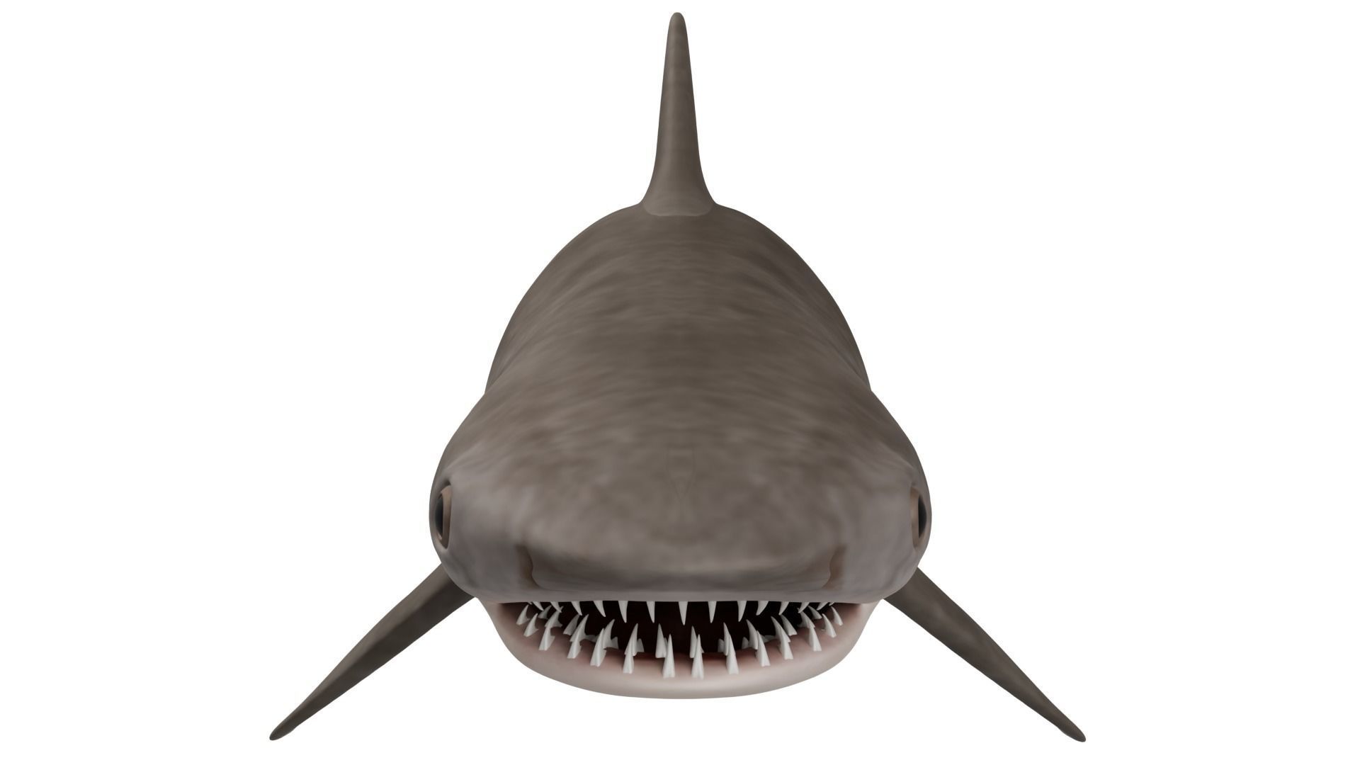 Tiger Shark 3D model_7