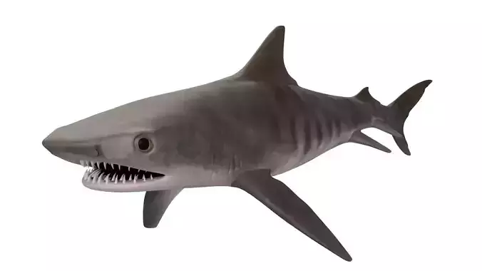 Tiger Shark