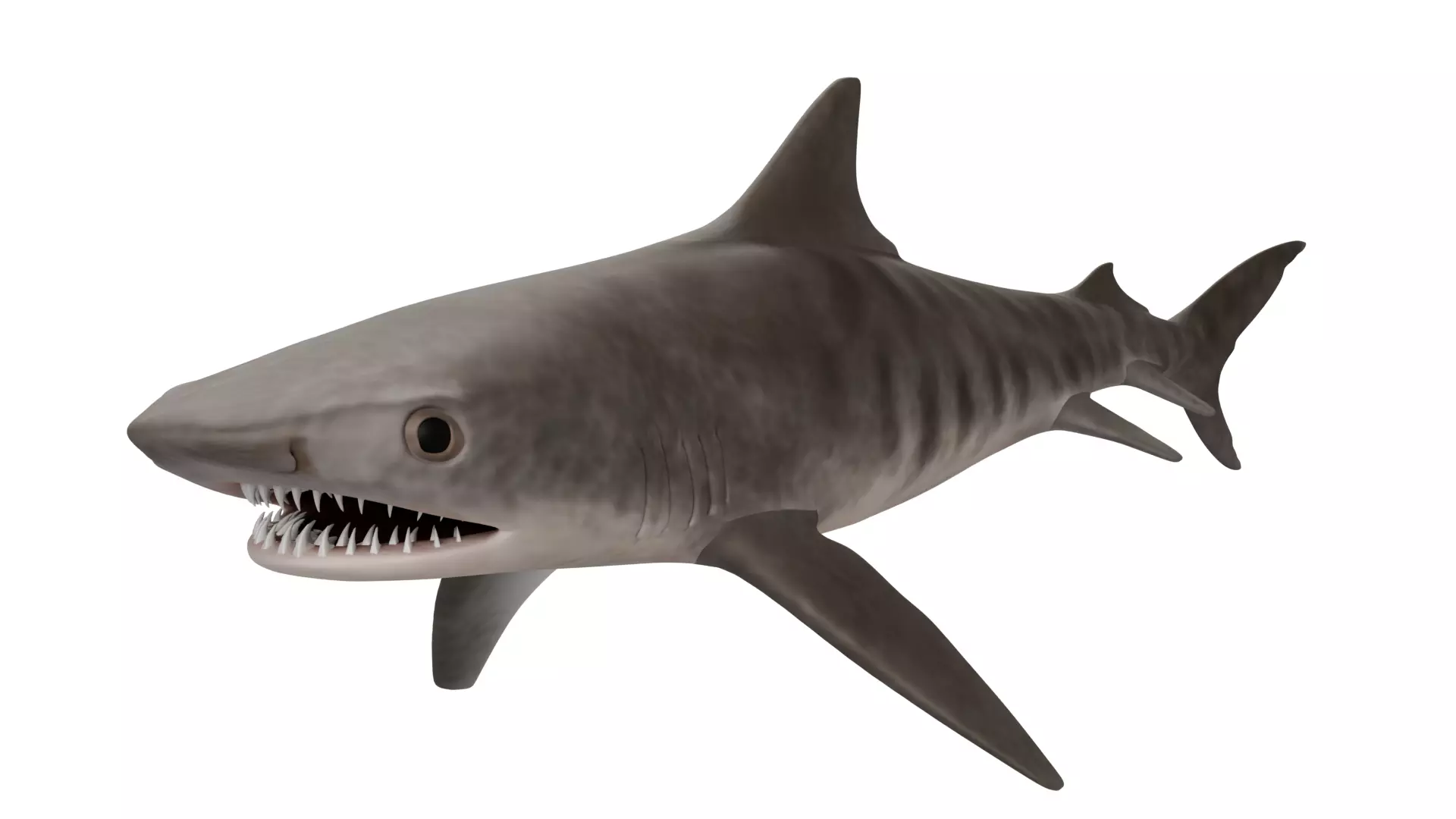 Tiger Shark 3D model_0