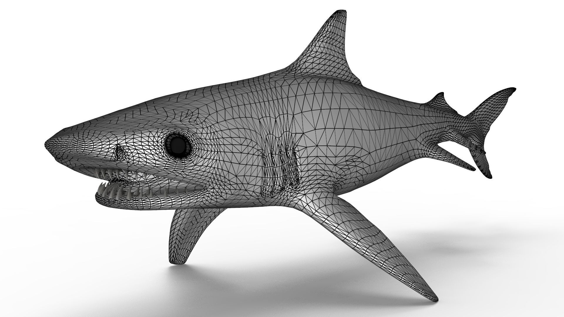 Tiger Shark 3D model_9