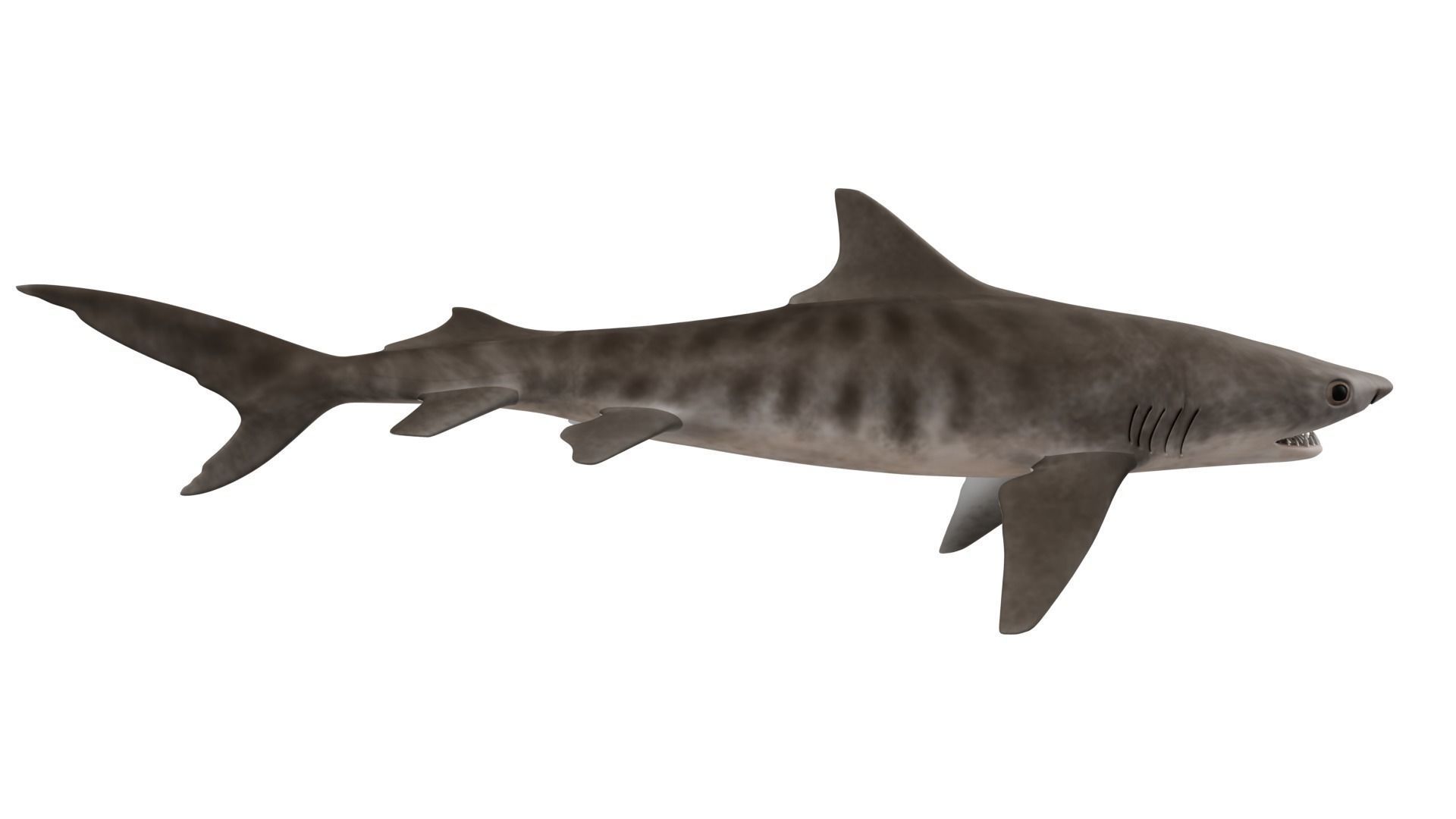 Tiger Shark 3D model_5