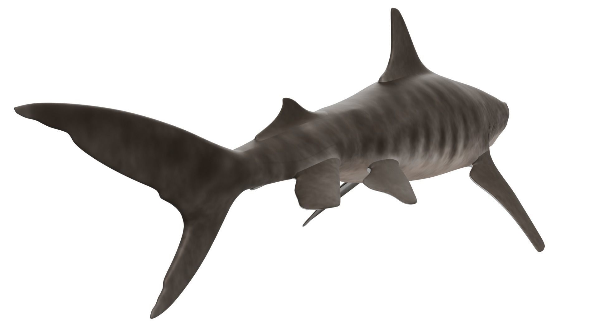 Tiger Shark 3D model_4