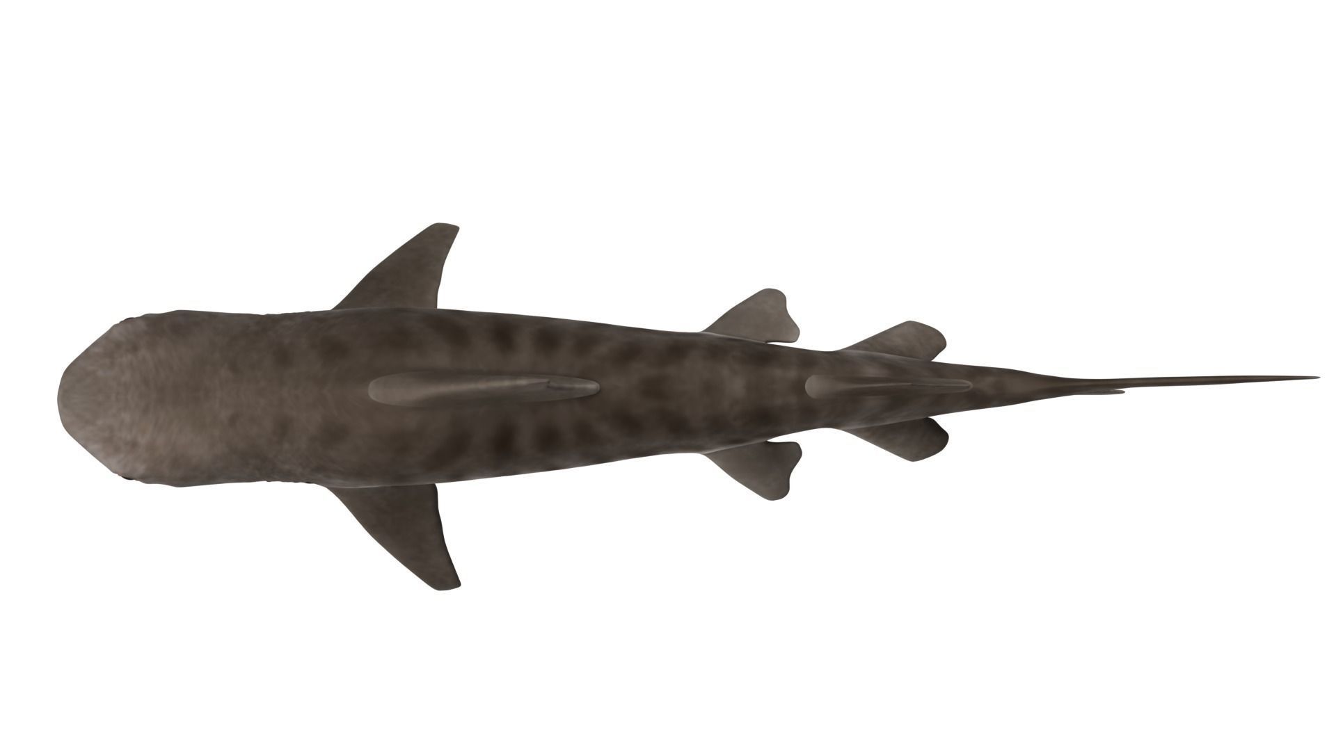 Tiger Shark 3D model_8