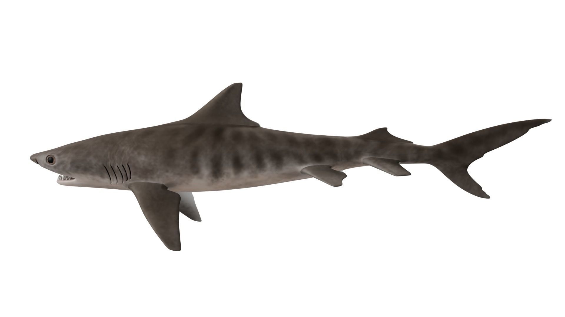 Tiger Shark 3D model_1