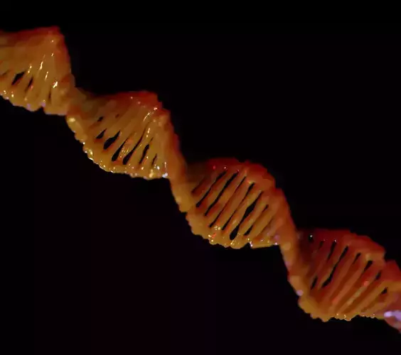DNA 3D model
