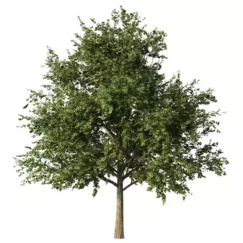 Acer pseudoplatanus Tree