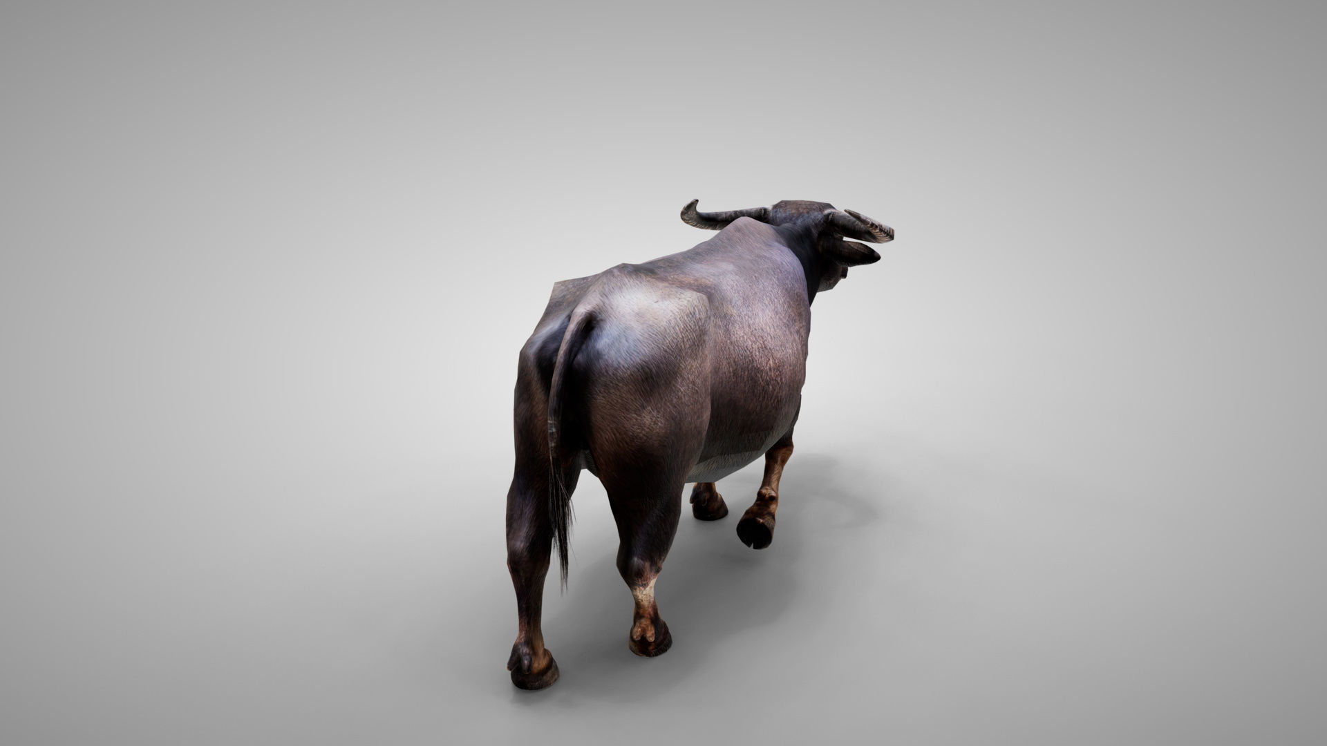 Water Buffalo Animated Low-poly 3D model_2
