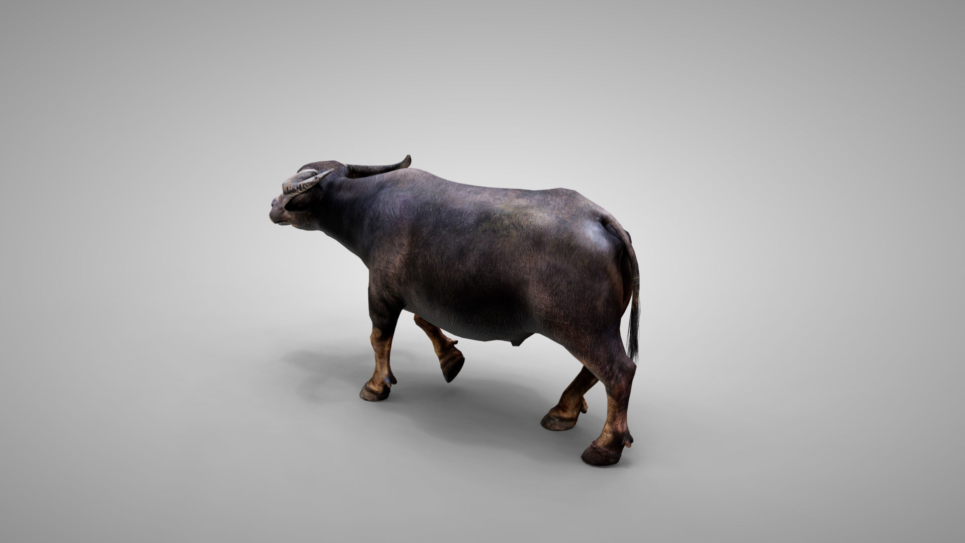 Water Buffalo Animated Low-poly 3D model_1