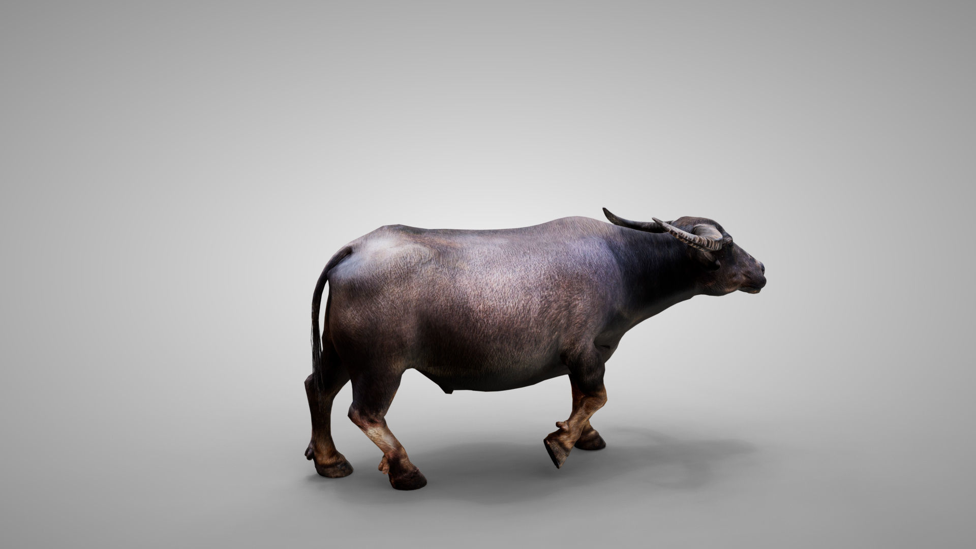 Water Buffalo Animated Low-poly 3D model_3