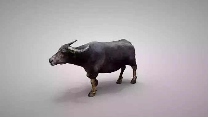 Water Buffalo Animated