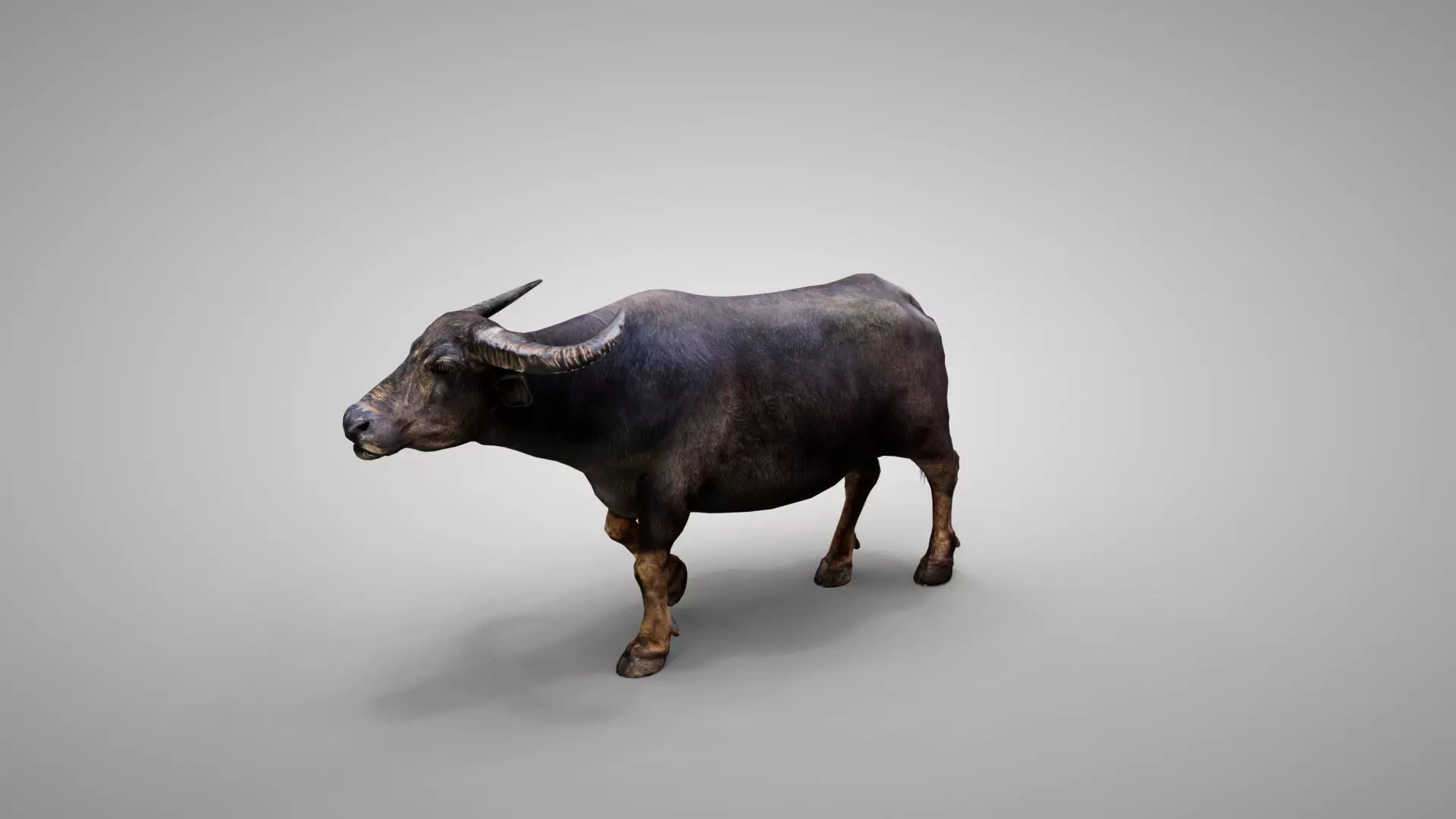 Water Buffalo Animated Low-poly 3D model_0
