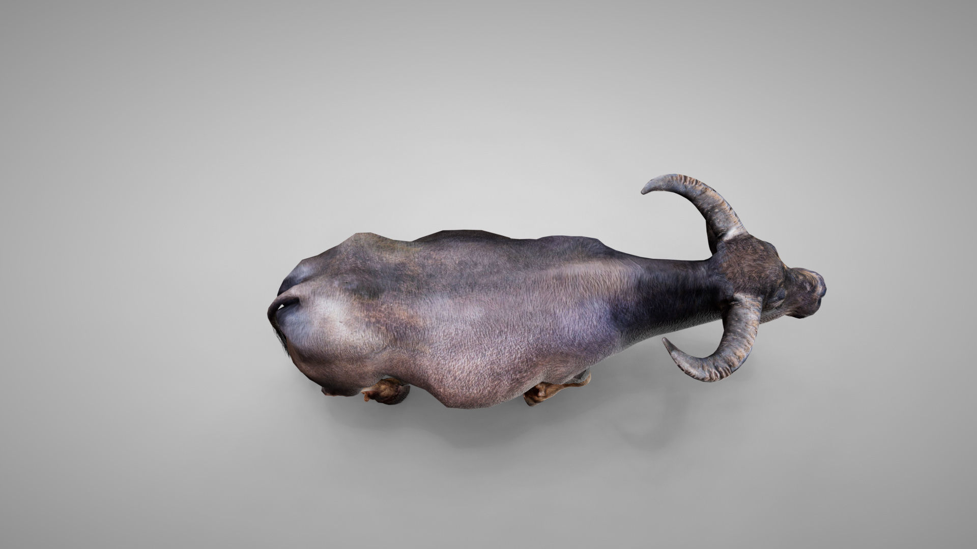 Water Buffalo Animated Low-poly 3D model_5