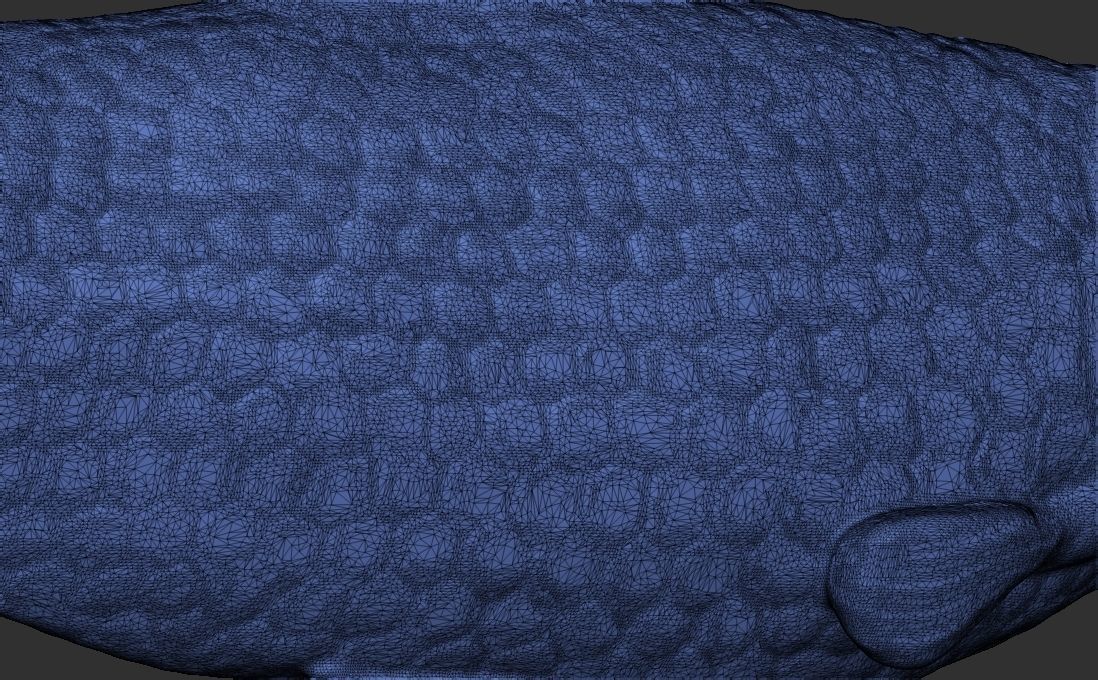 Grass carp fish for 3D printing 3D print model_14